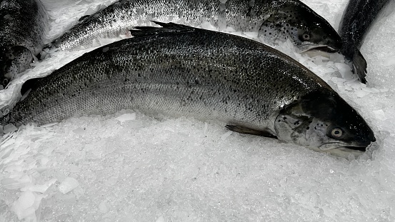 Slamon ready for sale on ice at a fresh fish market