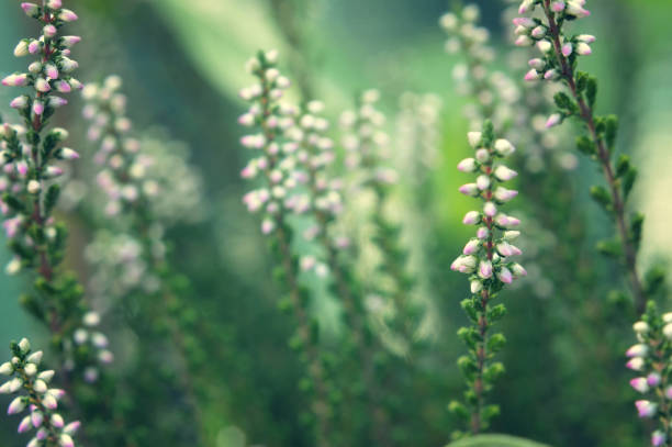 Calluna or Heather flowers background