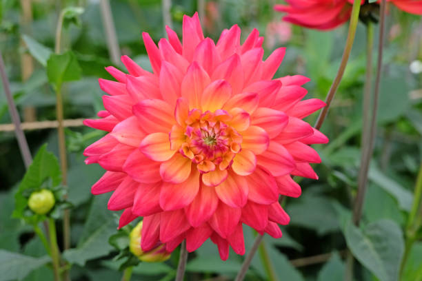 istock Red, orange and yellow cactus dahlia 'Rainbow Silence' in flower. 1686721949