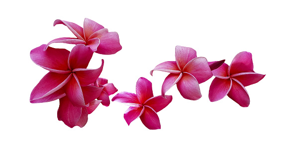 Red plumeria flowers blooming isolated on white background with clipping path or make selection. Beauty in nature, Tropical plant and Bouquet