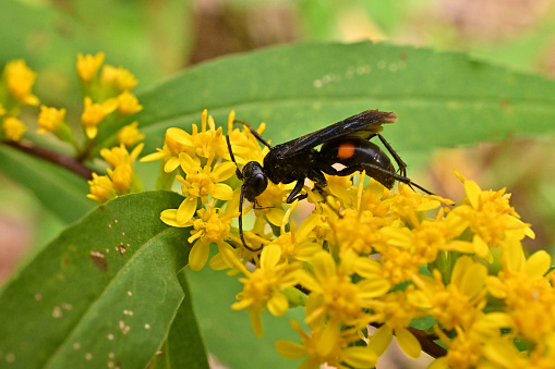 Blue-black spider wasp on goldenrod in a Connecticut meadow
