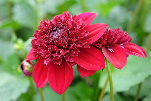 A group of colorful dahlia blossoms in a Cape Cod garden.