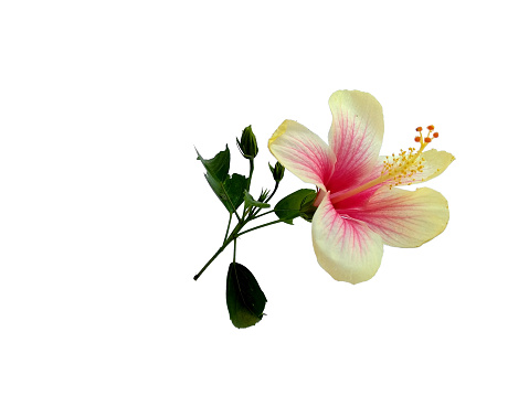 Hibiscus Cultivation flower isolated on white background. Pink flower for flower frame or other decoration. Hibiscus flower or mallow family malvaceae