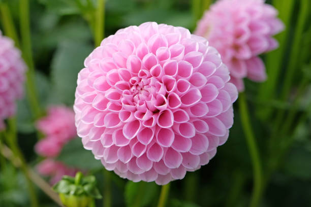 istock Soft pink pompon ball dahlia 'Eye Candy' in flower. 1686724361