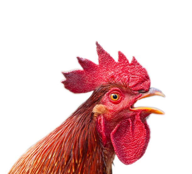 istock Rooster crowing,cock isolated on white. 1686725379