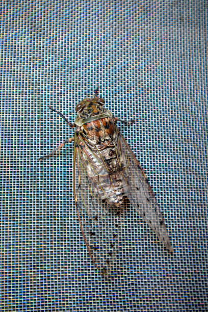 Close-up view of a cicada clinging to a screen.