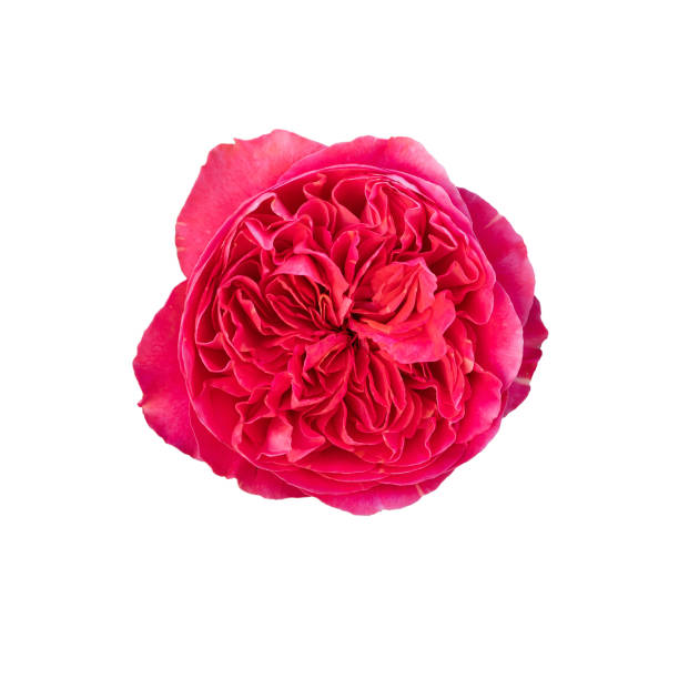 istock Beautiful single Red Eden Rose on white background 1686728665