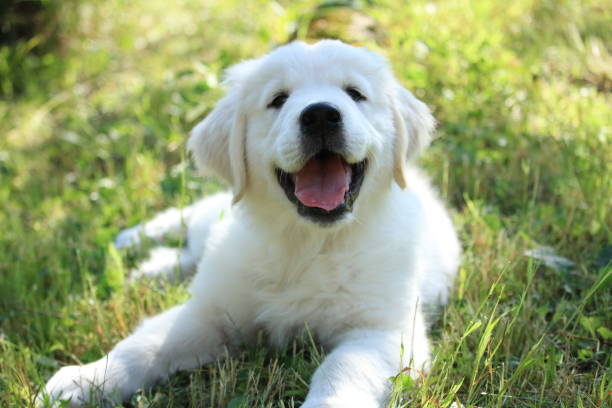 istock golden retriever puppy 1686730320