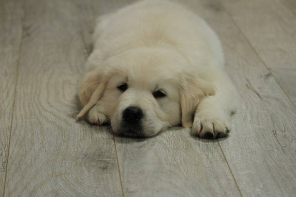istock Sleepy Golden Retriever puppy 1686730842