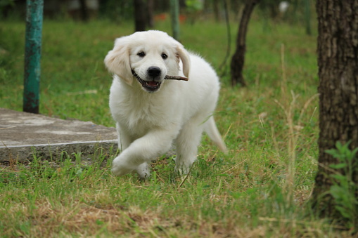 golden retriever puppy playing outdoors in park