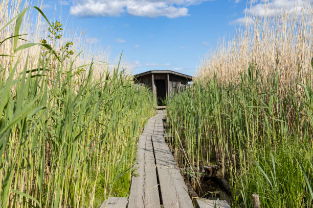 Duckboards through the straws in Southern Finland.