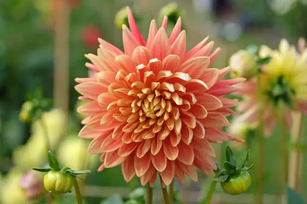 Bright salmon pink and yellow cactus dahlia 'Allen's Starfire in flower.