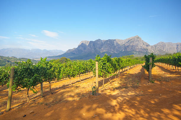 Scenic view of a vineyard in Stellenbosch, South Africa View across vineyards of the Stellenbosch district with the Simonsberg mountain in the background , Western Cape Province, South Africa. cape peninsula photos stock pictures, royalty-free photos & images