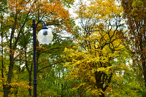 Autumn landscape of yellow and green trees, and street lantern. Nature parks. October.
