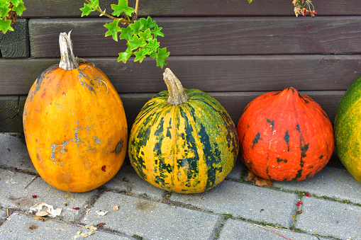 Different food pumpkins or squashes for Halloween or Thanksgiving and colorful autumn leaves, isolated on a white background with copy space, selected focus, narrow depth of field