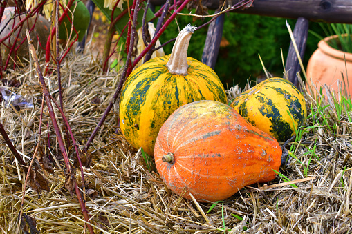 Composition of different pumpkins, orange, green and yellow, on a background of dry straw. Autumn background. Fall. Halloween and Thanksgiving Day poster. Nature and  autumn vegetables. Eco products.