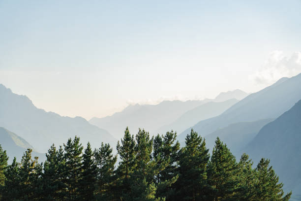 istock Scenic view of pine tree forest on the background of mountains 1686737823
