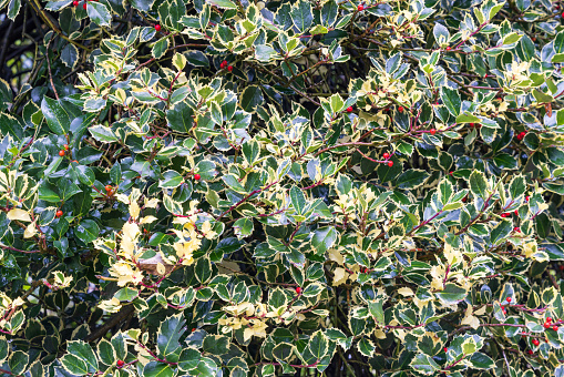 Closeup of colorful holly called Silver Queen with red berries in public park and garden in Luxembourg city in Luxenbourg