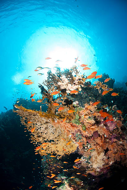 istock Vibrant and colourful underwater tropical coral reef scene 168674061