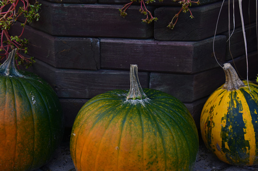 Composition of three green pumpkins on a background of wooden dark boards. Autumn background. Fall. Halloween and Thanksgiving Day poster. Nature and  autumn vegetables. Eco products.