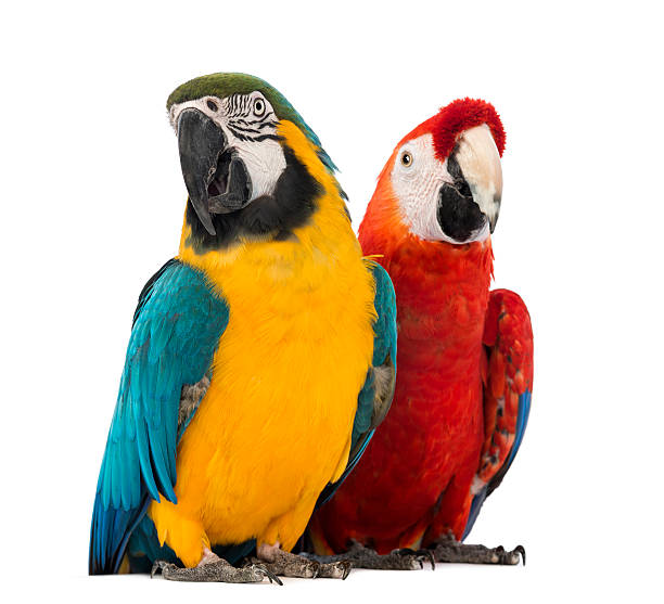 Blue-and-yellow and Green-winged Macaw Blue-and-yellow Macaw, Ara ararauna and Green-winged Macaw, Ara chloropterus in front of white background green winged macaw stock pictures, royalty-free photos & images