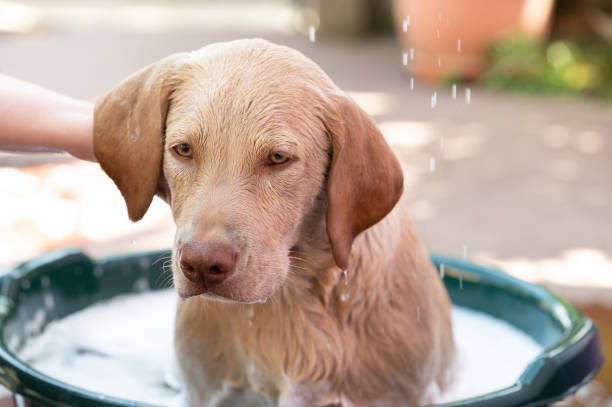 istock Finish washing labrador puppy 1686744447