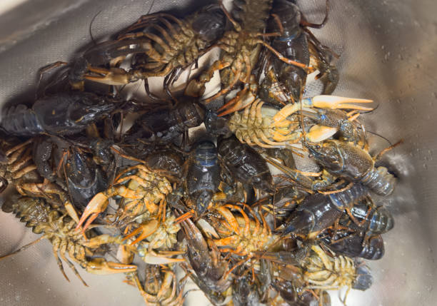 Crayfish in washbasin in kitchen for cooking. Caught crayfish on river while fishing. Crayfish, or crawdads, are crustaceans that live in freshwater environments throughout the world