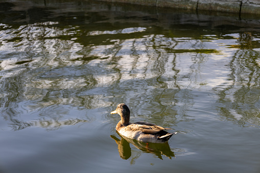 Duck is enjoying swimming while getting sunbath in the evening.