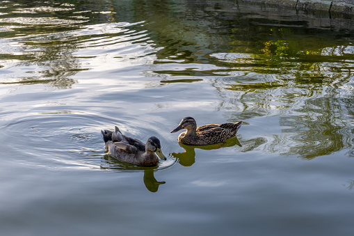 Two ducks enjoying swimming together in an urban park's river.