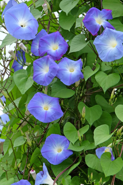 istock Bright blue Mexican Morning Glory in flower. 1686752196