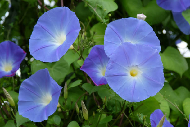 istock Bright blue Mexican Morning Glory in flower. 1686752580