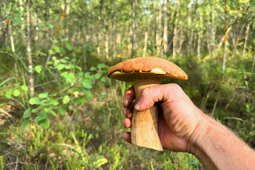 Edible Boletus mushroom in a man's hand. Porcini Cep (White mushrooms) fungal mycelium in wildlife. Mushrooming season at forest. Pine bolete in at woodland. Single bolete mushroom.
