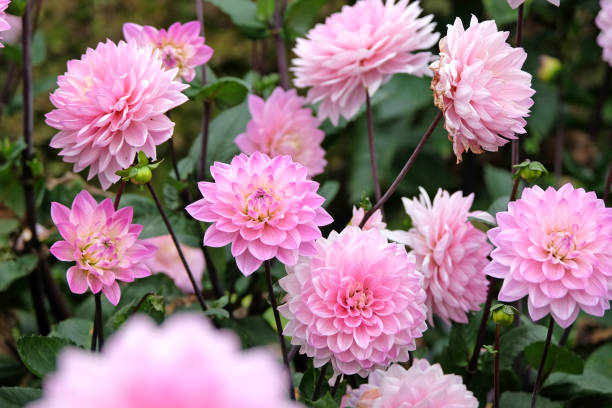 istock Pale pink decorative Dahlia Melody Harmony in flower. 1686753327