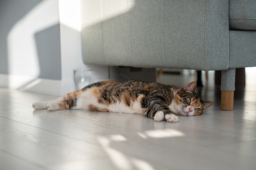 Cat lying under sofa in modern apartment. Stuffiness in flat, pet suffering from high temperature. Colorful domestic cat resting relaxing hiding from heat on cool floor. Lovely funny animal at home.