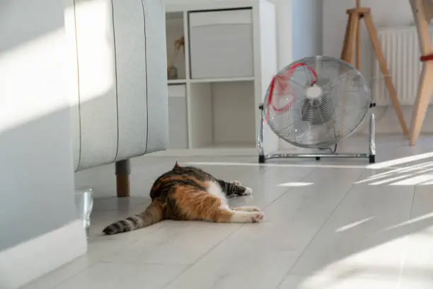 Summer heat and pet at home. Overheated cat lying on the floor, escapes from heat with help of fan. Stuffiness in apartment without air conditioning.