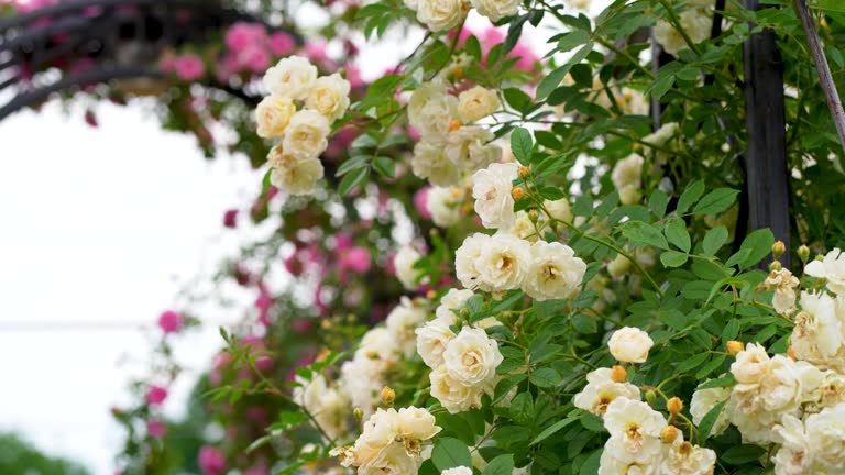 Blooming white and pink roses bush in morning garden. Fresh white flowers blossom in green leaves. natural white roses buds swaying in spring wind in sun light. beautiful fragrant backdrop