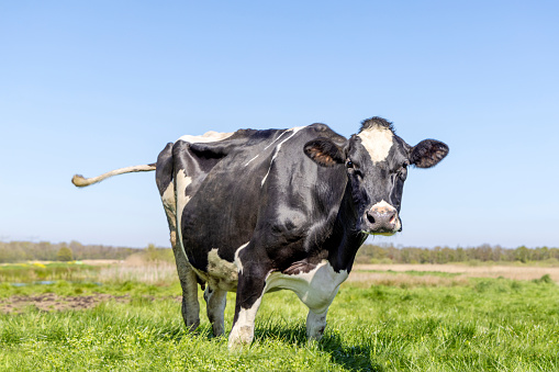 Nosey happy cow in tall grass field, swinging tail, green pasture and blue sky