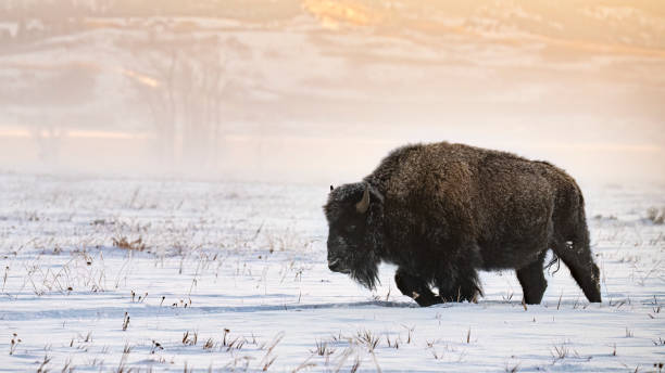 istock American Bison, buffalo, with snow on a cold morning 1686759992