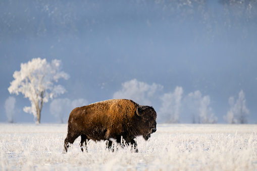 female bison isolated on white background