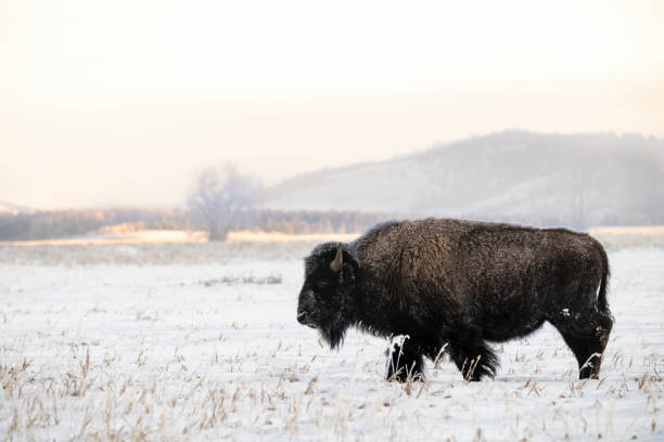 istock American Bison, buffalo, with snow on a cold morning 1686761623