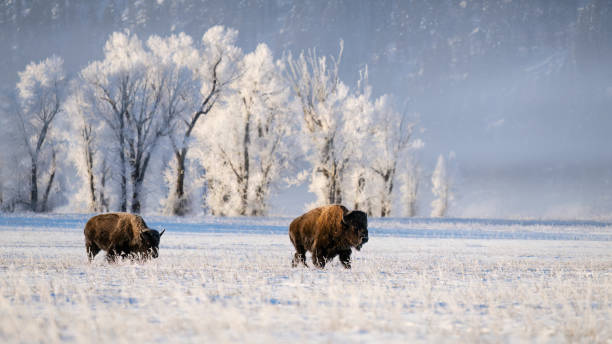 istock American Bison, buffalo, with snow on a cold morning 1686761628