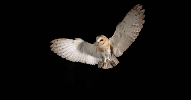 istock Barn Owl, tyto alba, Adult in flight, Normandy 1686762035