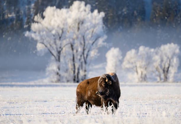 istock American Bison, buffalo, with snow on a cold morning 1686762185