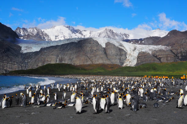 istock King Penguins colony South Georgia 1686762700