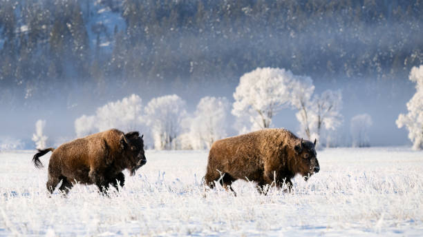 amerikanischer bison, büffel, mit schnee an einem kalten morgen - american bison stock-fotos und bilder