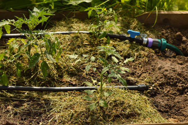 małe rośliny pomidora ściółkowane suchą trawą wewnątrz szklarni z systemem nawadniania kroplowego na ekologicznym zbliżeniu ogrodowym. - irrigation equipment crop agricultural sprinkler homegrown produce zdjęcia i obrazy z banku zdjęć