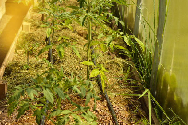 małe rośliny pomidora ściółkowane suchą trawą wewnątrz szklarni z systemem nawadniania kroplowego na ekologicznym zbliżeniu ogrodowym. - irrigation equipment crop agricultural sprinkler homegrown produce zdjęcia i obrazy z banku zdjęć