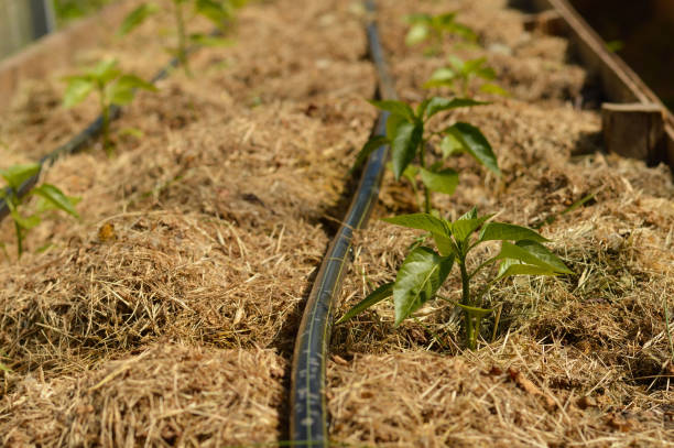 małe rośliny pieprzu ściółkowane suchą trawą wewnątrz szklarni z systemem nawadniania kroplowego na ekologicznym zbliżeniu ogrodowym. - irrigation equipment crop agricultural sprinkler homegrown produce zdjęcia i obrazy z banku zdjęć