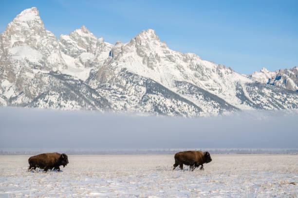 istock American Bison, buffalo, with snow on a cold morning 1686764385