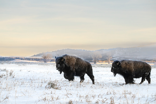 Bison, buffalo, Grand Teton National Park, Wyoming